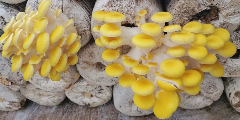 8 Key Points of Summer Cultivation of Edible Fungi