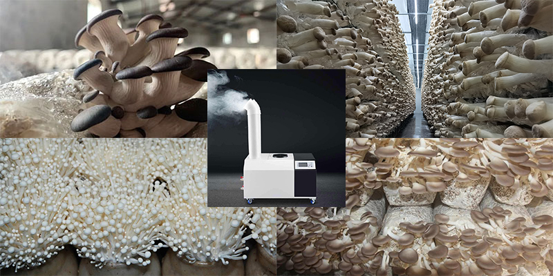 Categories and Characteristics of Humidification Equipment in Edible Mushroom Cultivation