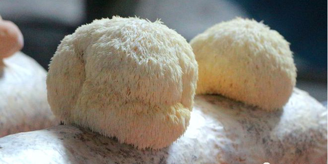 Bagging Technology for Factory Production of Lions Mane Mushroom
