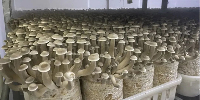 4 Technical Points for Cultivating Pilose Antler Mushroom