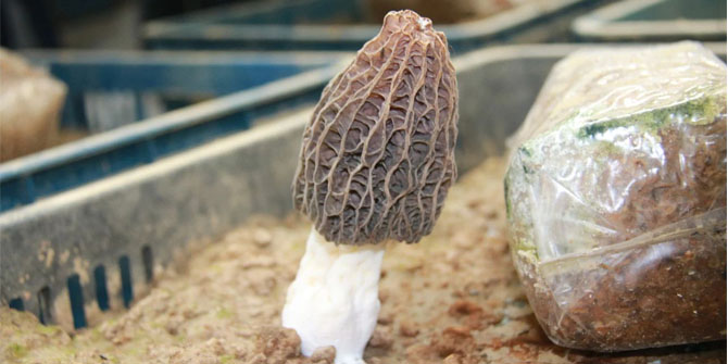 Morel Cultivation: From Wheat to Sustainability