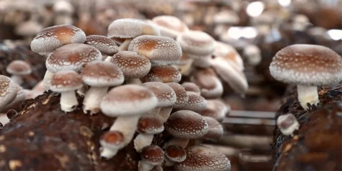  Climate Control Solutions for Shiitake Mushroom Cultivation