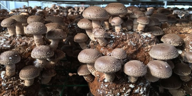 Key Technologies for Factory Cultivation of Shiitake Mushrooms