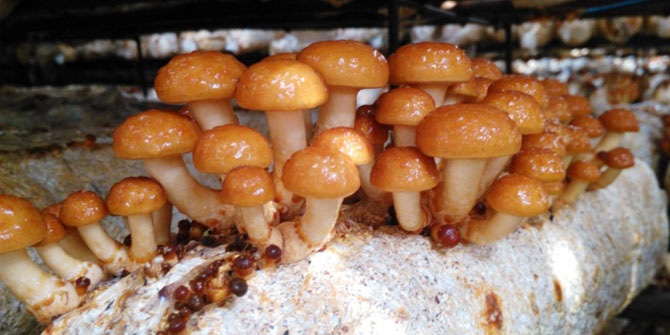 Key Growing Conditions for Nameko Mushrooms