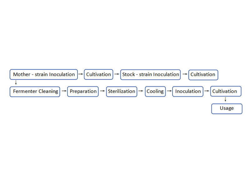 Liquid Edible Fungus Culture Process